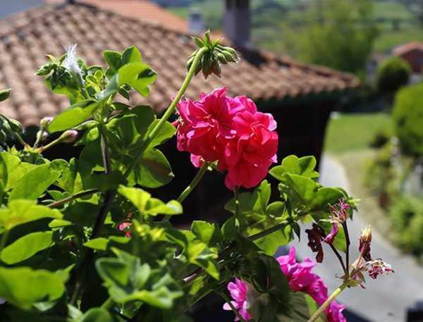 Casa Rural La Tayuela Luanco Bagian luar foto